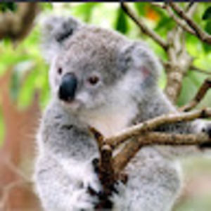 Meet your Posher, Christian